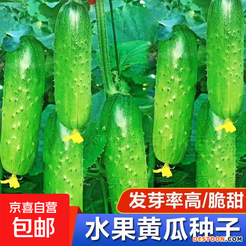 水果黄瓜新种上市生吃四季水果种籽蔬菜种子新品种阳台种植 脆甜水果黄瓜种子新种250粒5包