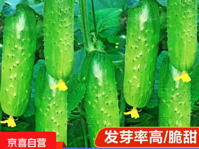 水果黄瓜新种上市生吃四季水果种籽蔬菜种子新品种阳台种植 脆甜水果黄瓜种子新种250粒5包